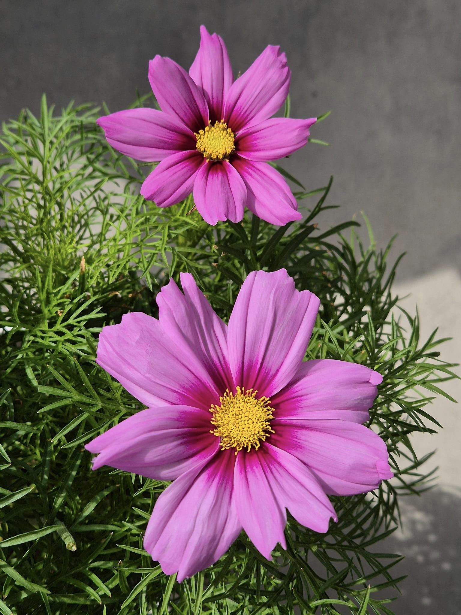 Cosmos Casanova Pink